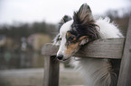 Sheltie