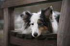 Sheltie Portrait