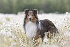 stehender Sheltie