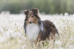 stehender Sheltie