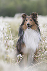 sitzender Sheltie