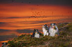 Shelties auf einem Felsen