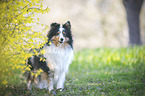 stehender Sheltie