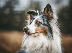 Sheltie Portrait