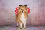 stehender Sheltie