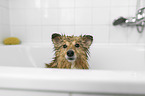 Sheltie in einer Badewanne