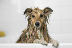 Sheltie in einer Badewanne