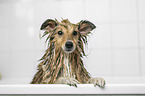 Sheltie in einer Badewanne