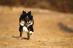 Sheltie Welpe