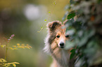 Sheltie Portrait