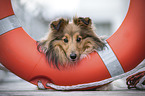 Sheltie Portrait