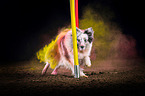 Sheltie mit Holi Pulver