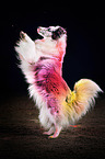 Sheltie mit Holi Pulver