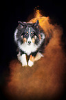 Sheltie mit Holi Pulver