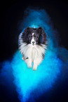 Sheltie mit Holi Pulver