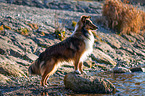 Sheltie
