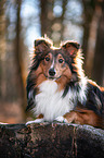 liegender Sheltie
