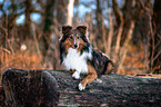 liegender Sheltie