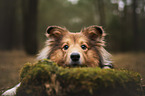 Sheltie Portrait