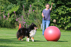 laufender Sheltie