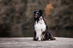 Sheltie am Wasser