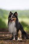 tricolor Sheltie