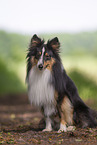 tricolor Sheltie