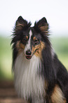 tricolor Sheltie