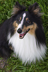 tricolor Sheltie