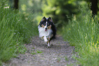 tricolor Sheltie