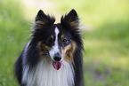 tricolor Sheltie