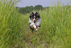 tricolor Sheltie