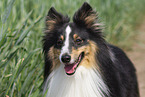 tricolor Sheltie