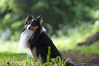 tricolor Sheltie