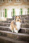 Shelties im der Stadt