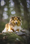 ausgewachsener Sheltie