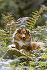 ausgewachsener Sheltie