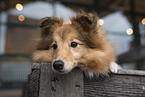 Sheltie Hndin