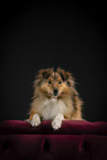 Sheltie