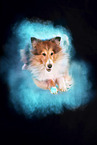 Sheltie im Studio