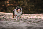 Sheltie Rde