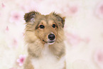 Sheltie