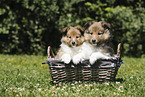 Sheltie Welpen