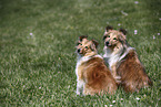 Shelties