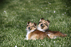 Shelties