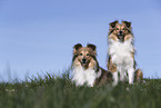 Shelties