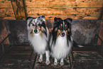 Shelties