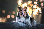 Sheltie