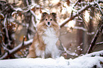 Sheltie