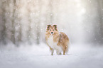 Sheltie